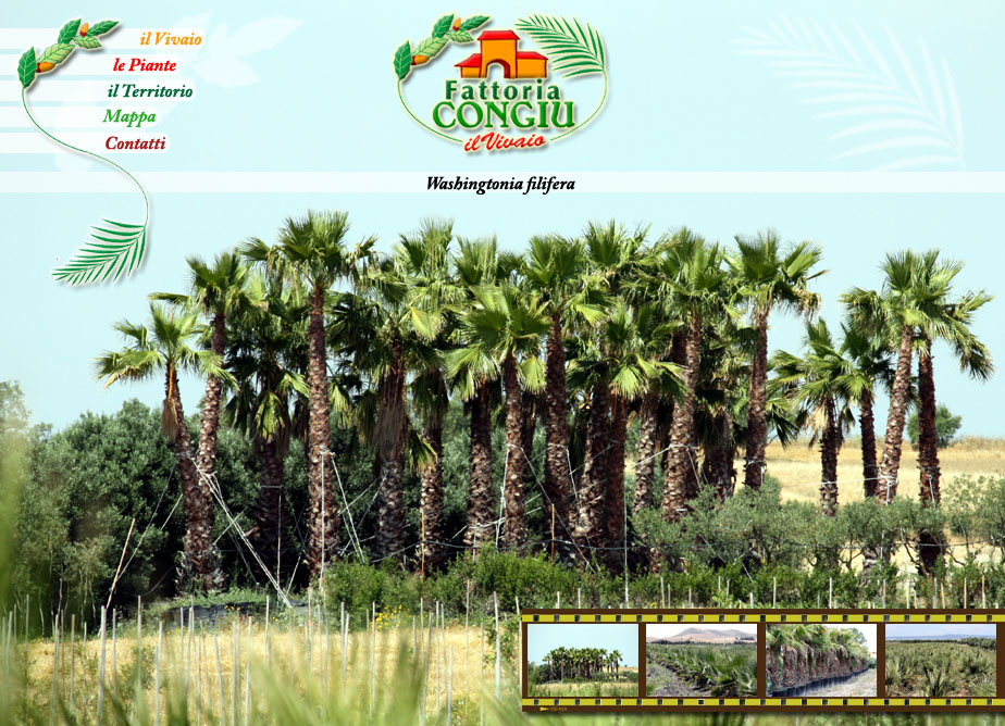 Vendita Palme, la Washingtonia filifera
