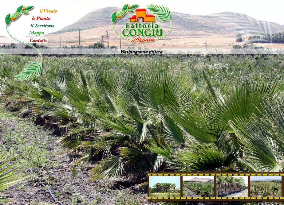 Vendita Palme, la Washingtonia filifera