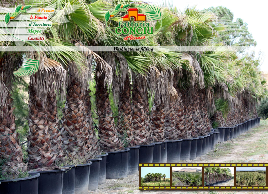 Vendita Palme, la Washingtonia filifera
