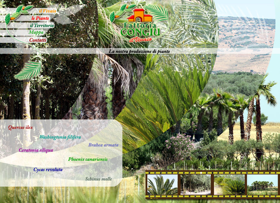 vendita piante, palme lecci e carrubi